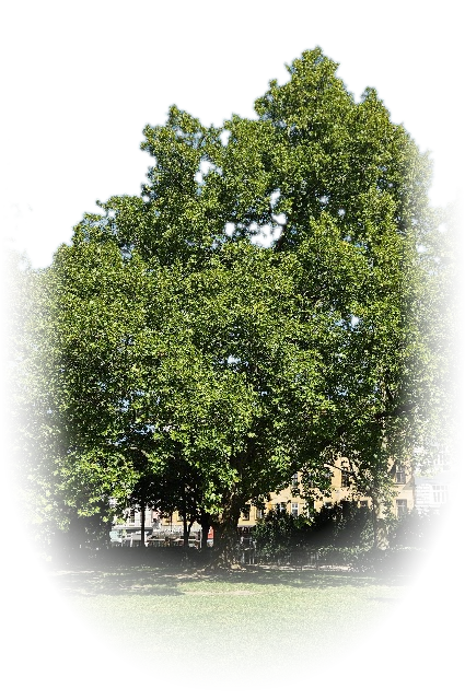 Eine der drei Platanen im Arne-Karlsson-Park